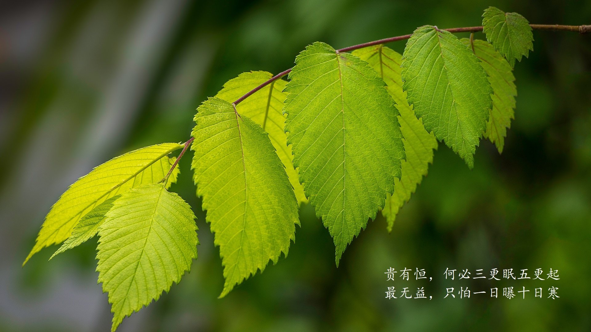 开云体育下载网页版-_篮网队全线发力，战绩火箭般提升_，篮网队篮球